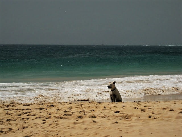 Kap Verde, koira