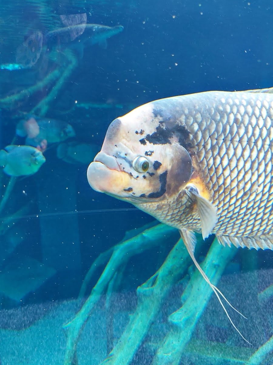 Aquaria Phuket