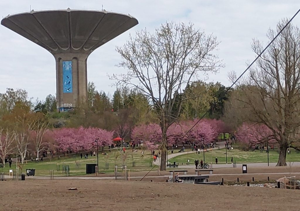 Kirsikankukkien aikaan - Roihuvuoren kirsikkapuisto ja japanilainen puutarha