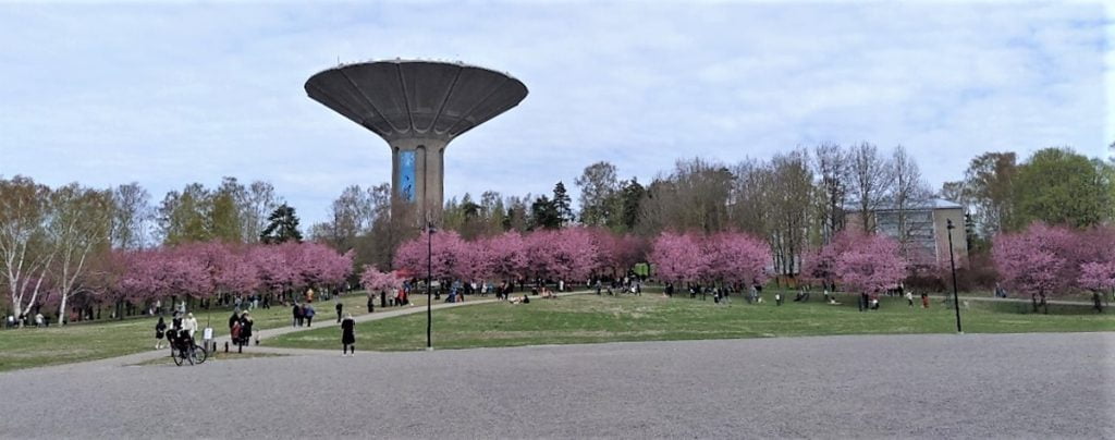Kirsikankukkien aikaan - Roihuvuoren kirsikkapuisto ja japanilainen puisto