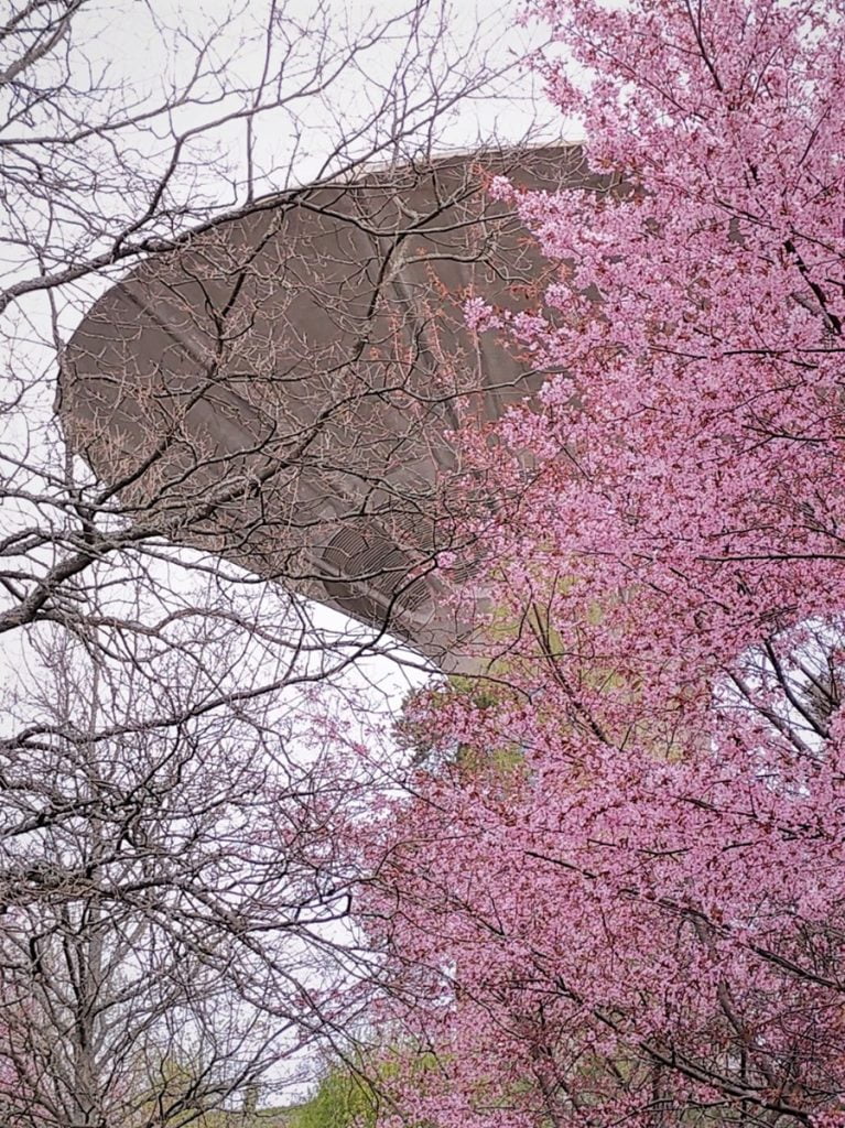 Roihuvuoren kirsikkapuisto ja japanilainen puisto