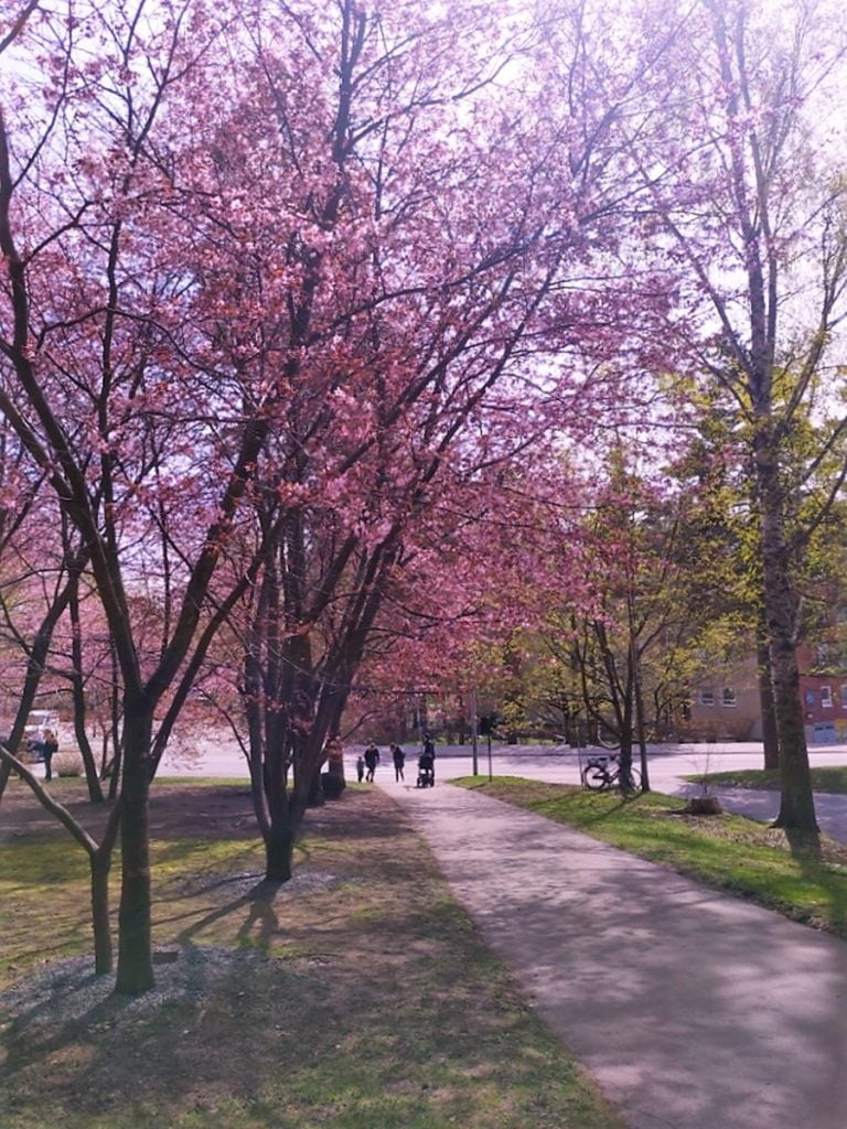 Kirsikankukkien aikaan - Roihuvuoren kirsikkapuisto ja japanilainen puisto