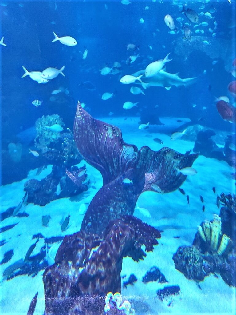 Aquaria Phuket patsas