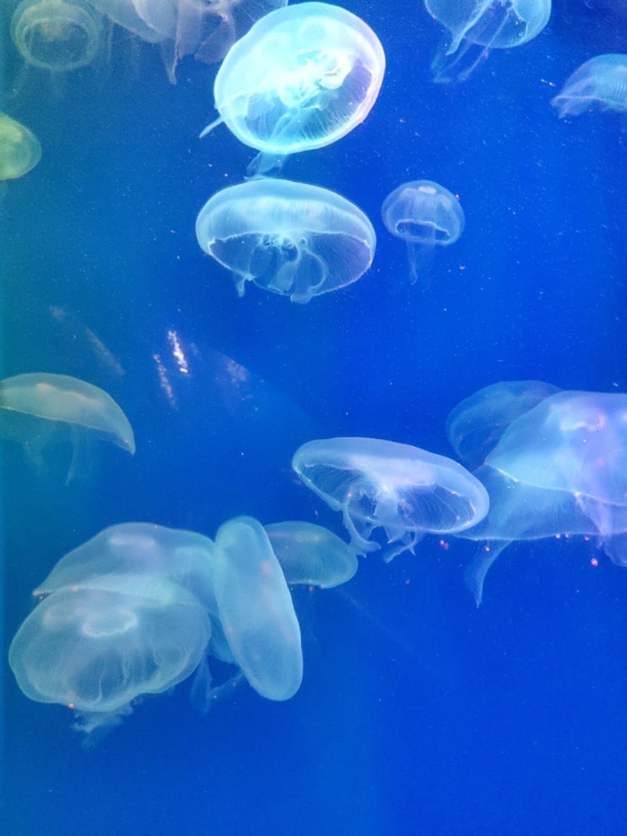 Aquaria Phuket