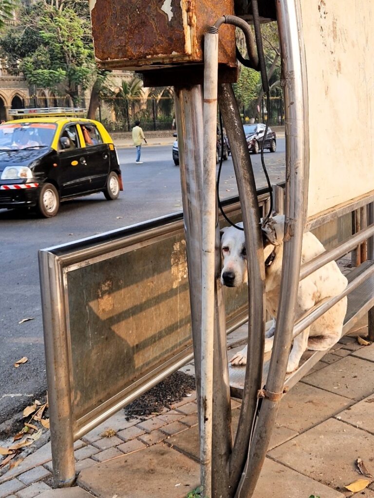 Koira Mumbaissa