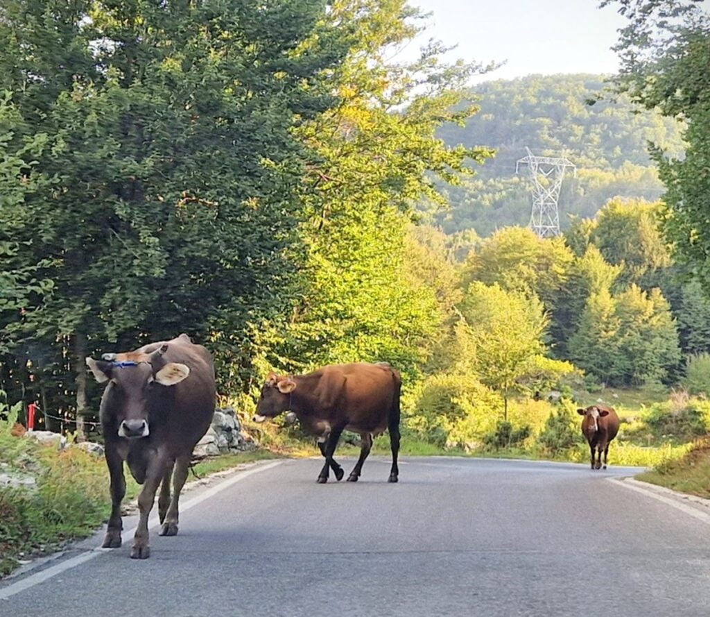 Kotorista Lovćenin kansallispuistoon