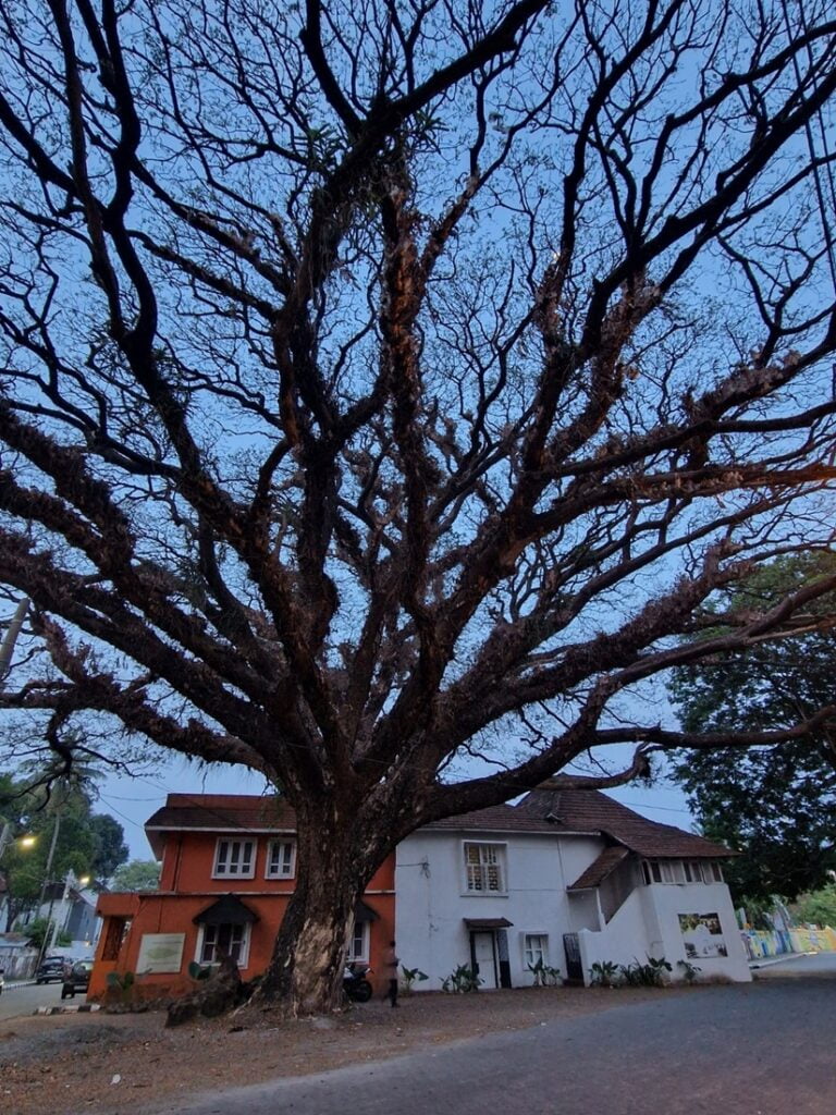 Rain tree - Kohti avaraa maailmaa