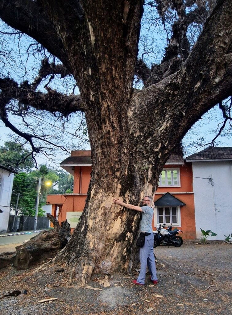 Rain tree - Kohti avaraa maailmaa