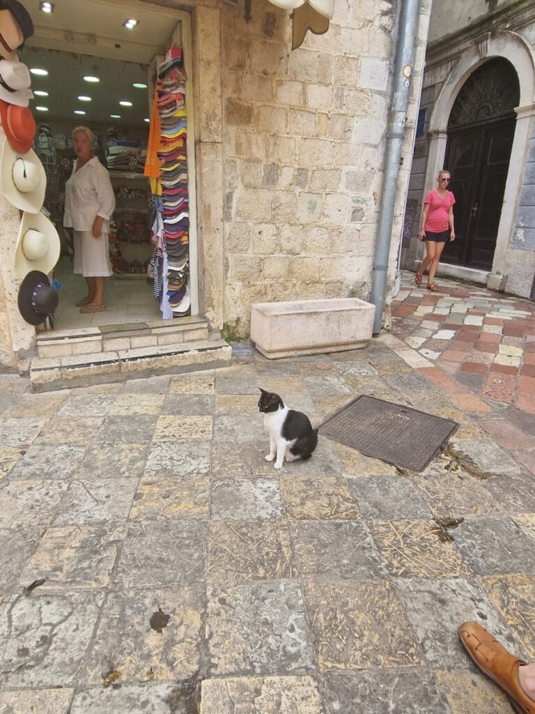 Kotor - kissojen kaupunki - sekä turistien