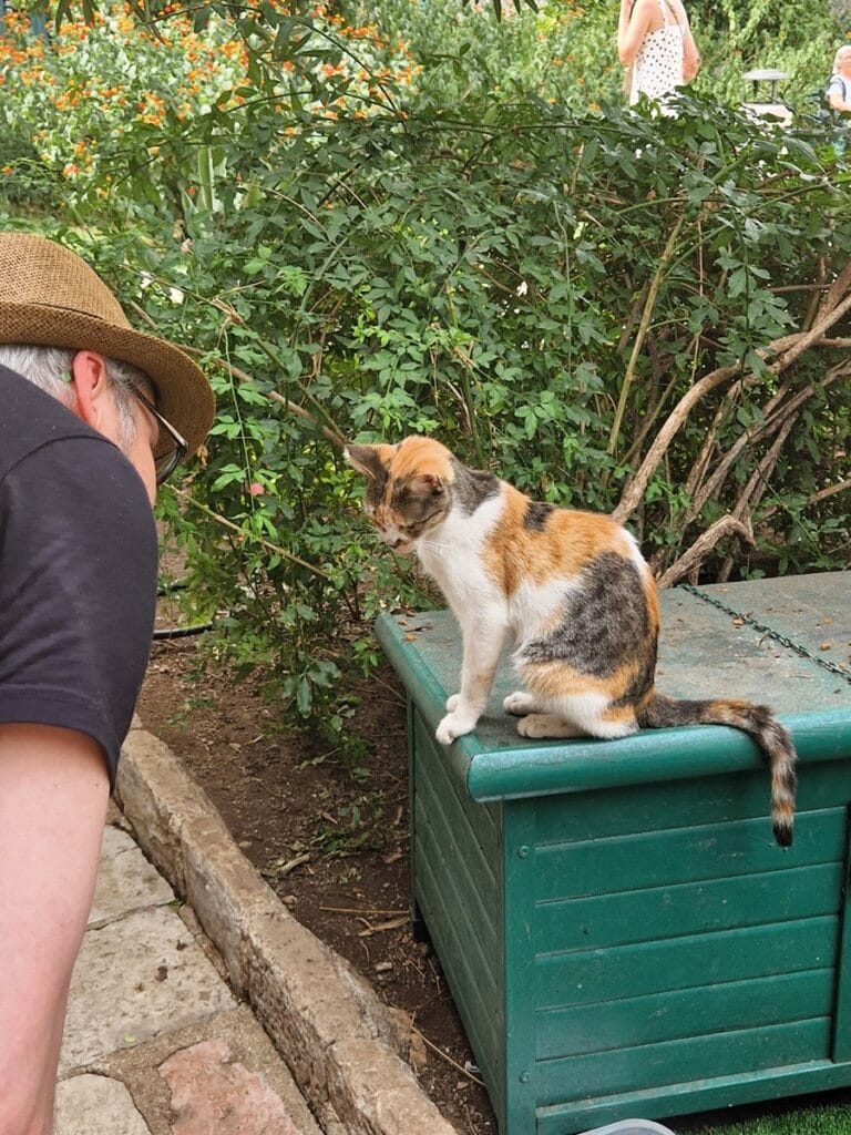 Kotor - kissojen kaupunki - sekä turistien