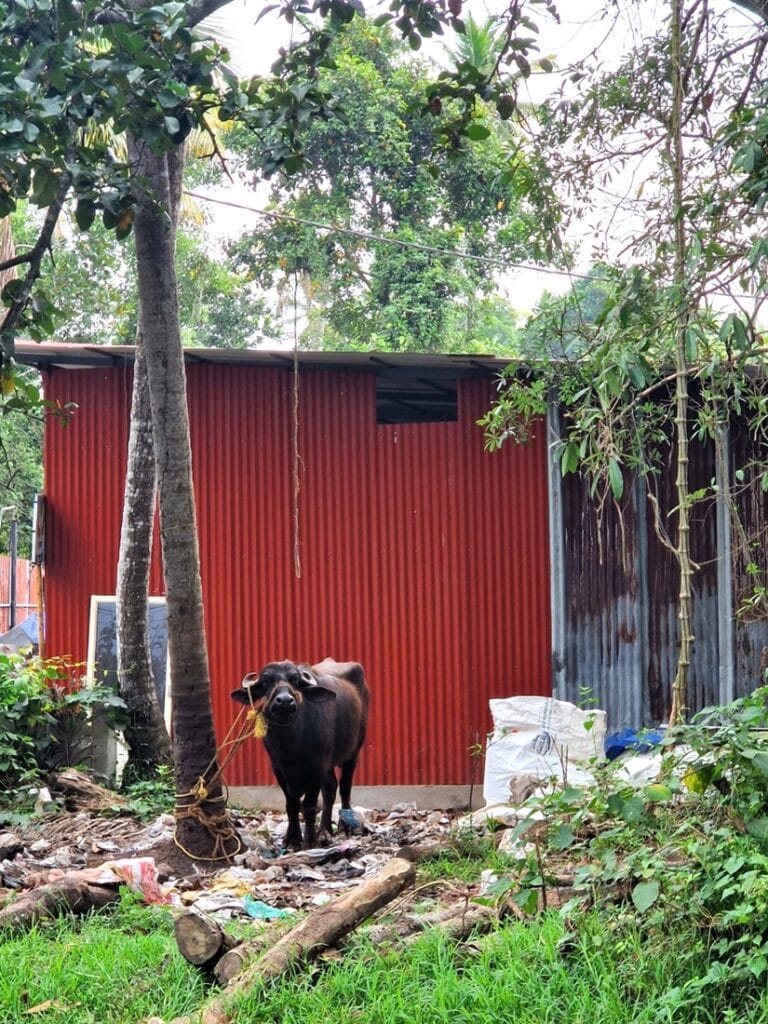 Autiota hiekkarantaa ja ayurvedaa Keralassa