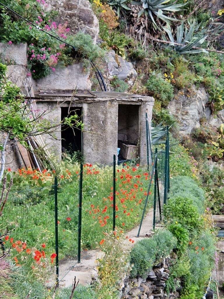 Manarola - Cinque Terren romanttisin kylä?