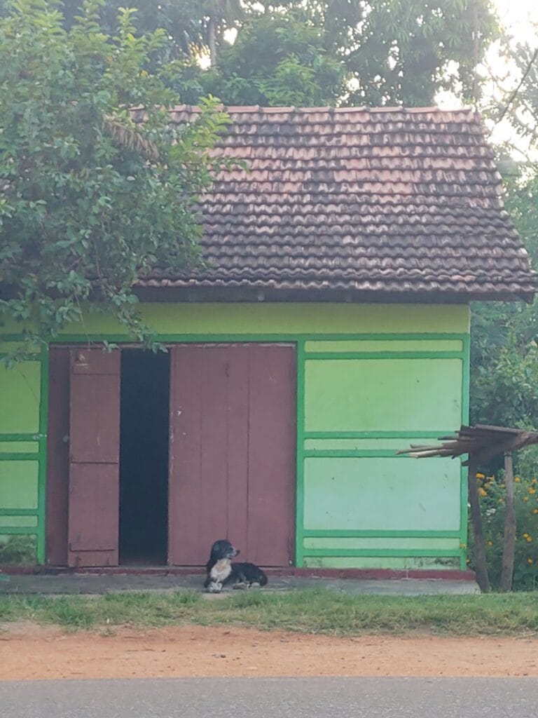 Habarana ja Sigiriya - Sri Lankan kulttuurikolmion sydämessä