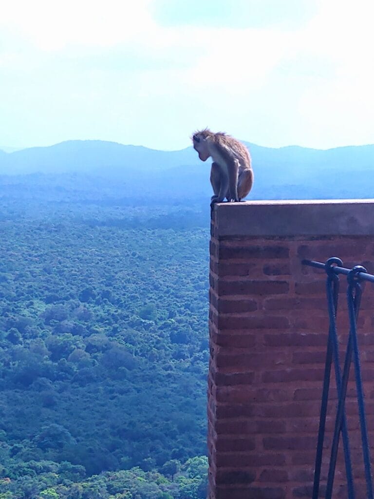 The Lion Rock - Kohti avaraa maailmaa