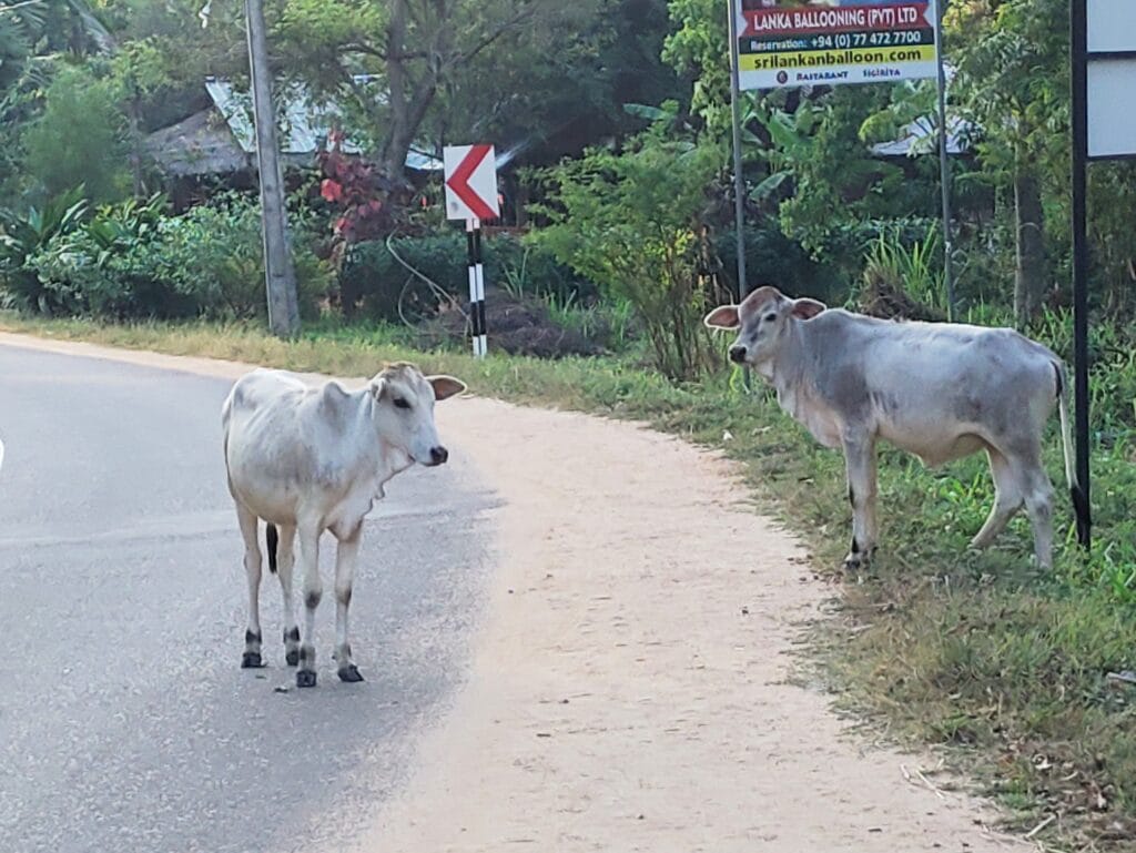 Sigiriya - Kohti avaraa maailmaa