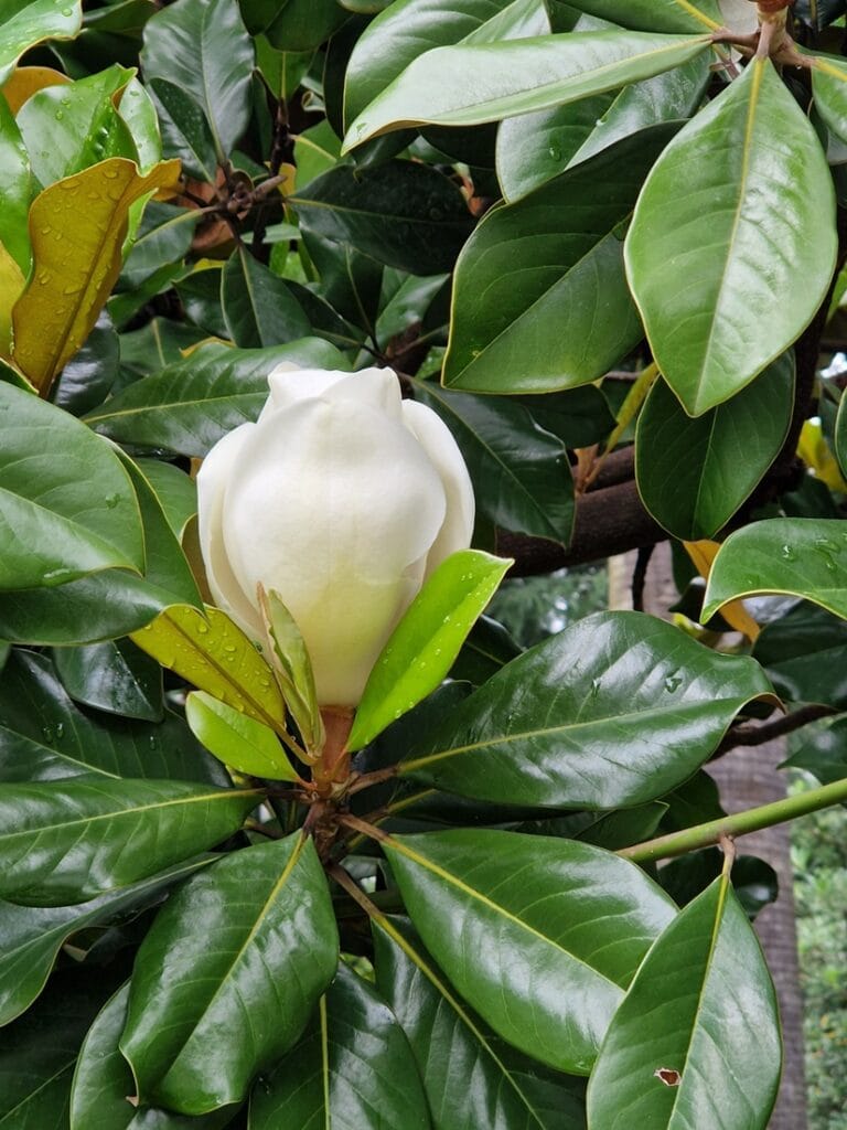 Magnolia La Spezia - Kohti avaraa maailmaa
