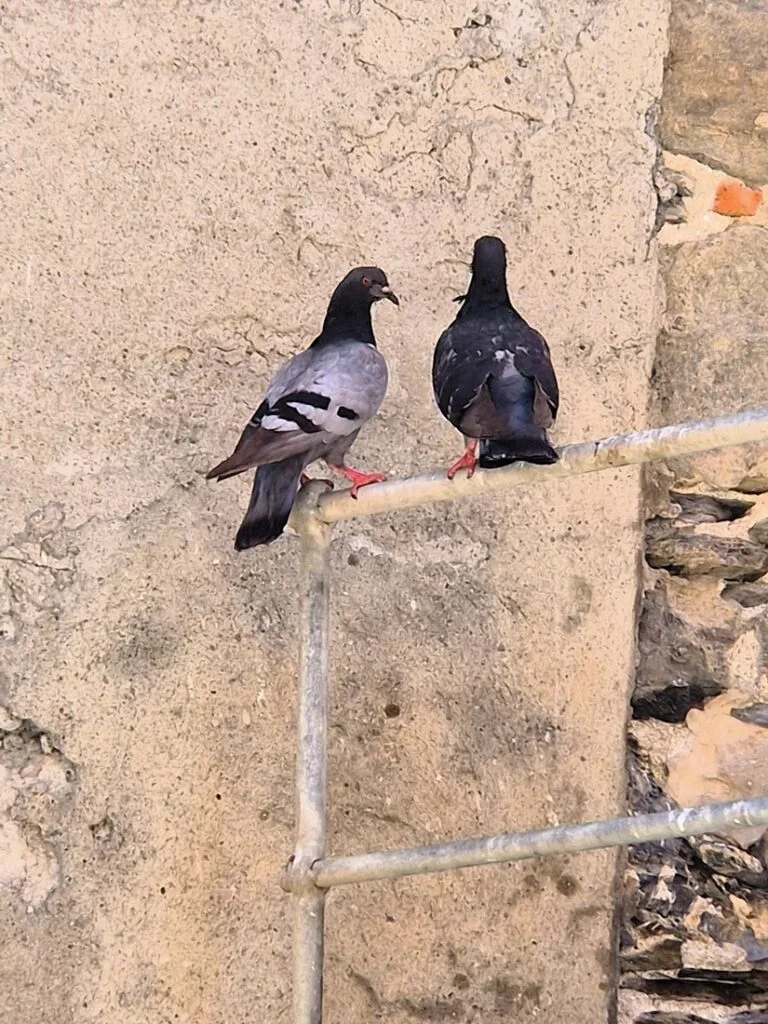Vernazza - Kohti avaraa maailmaa