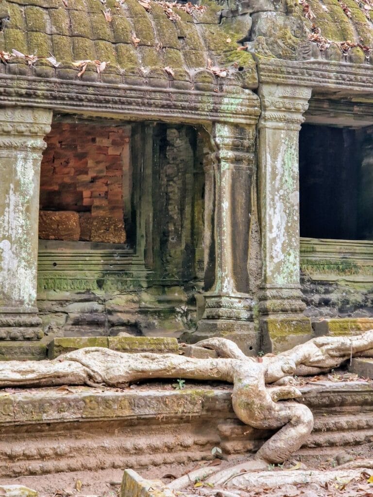 Ta Prohm - Kohti avaraa maailmaa