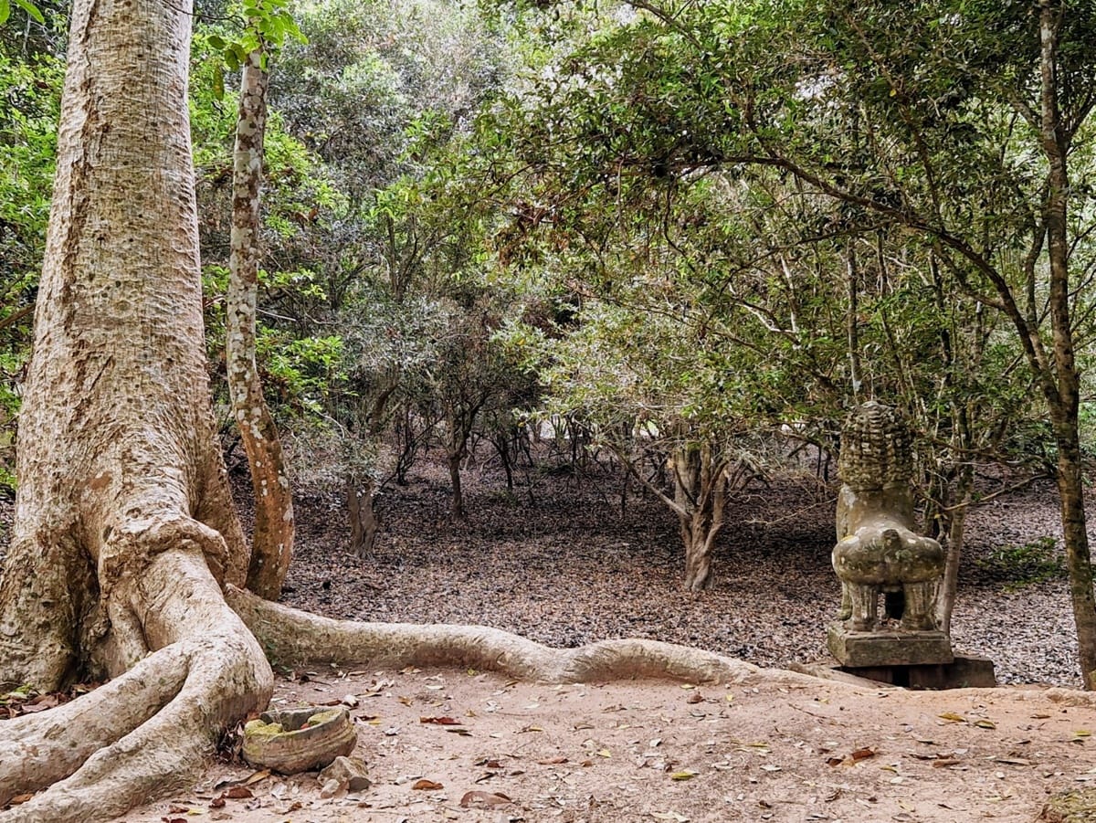Ta Prohm - Kohti avaraa maailmaa