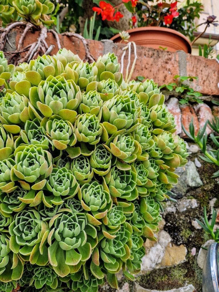 Levanto - Kohti avaraa maailmaa