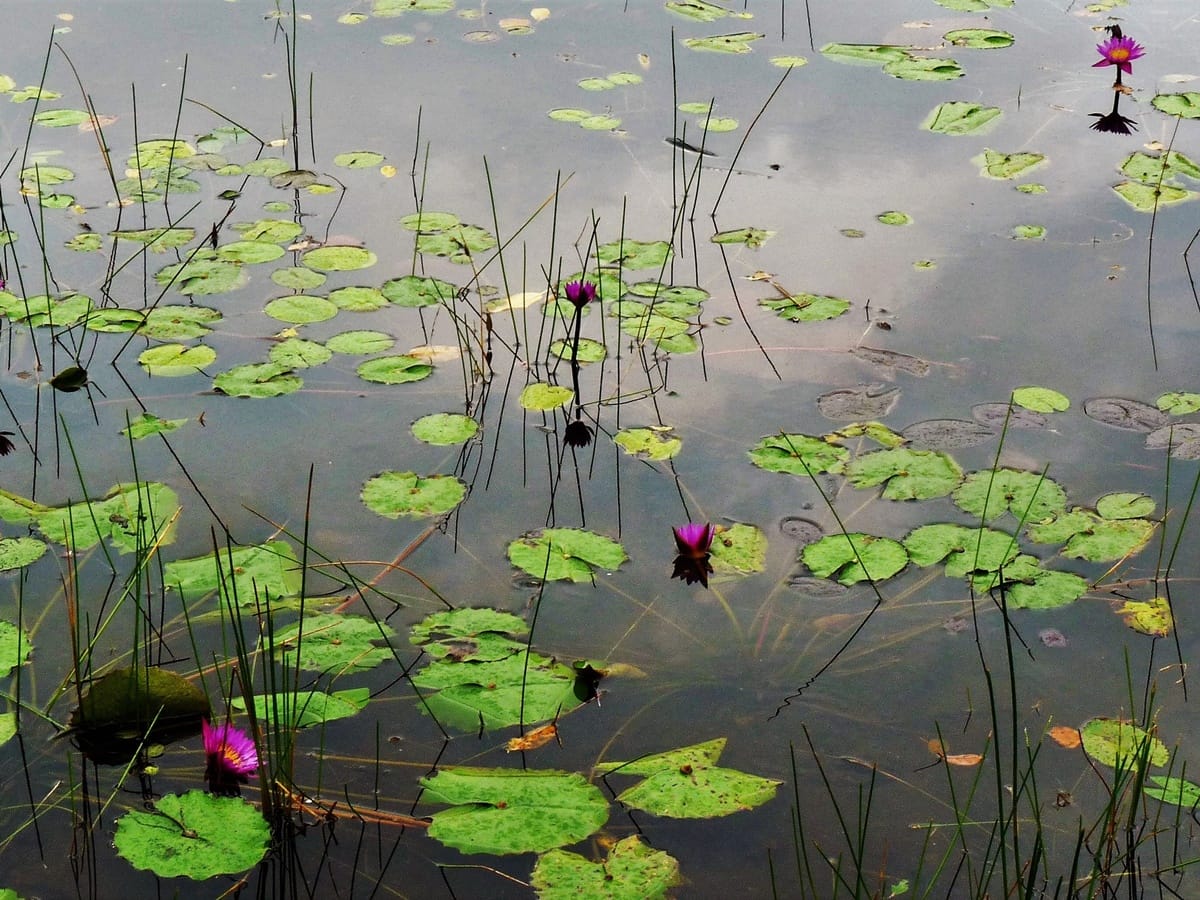 Lunuganga - Kohti avaraa maailmaa
