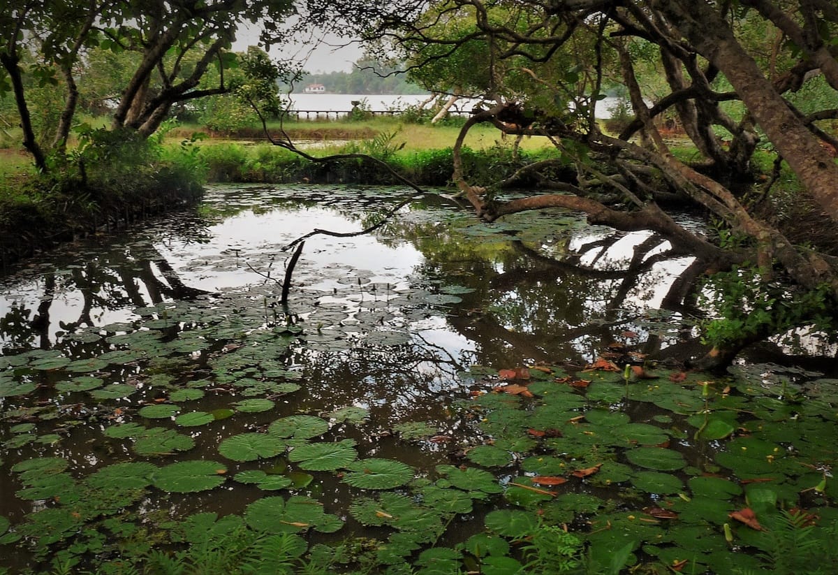 Lunuganga - Kohti avaraa maailmaa