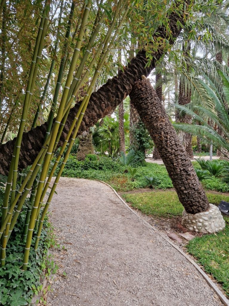 Huerto del Cura - Kohti avaraa maailmaa