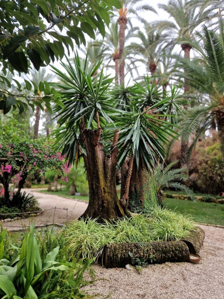 Huerto del Cura - Kohti avaraa maailmaa