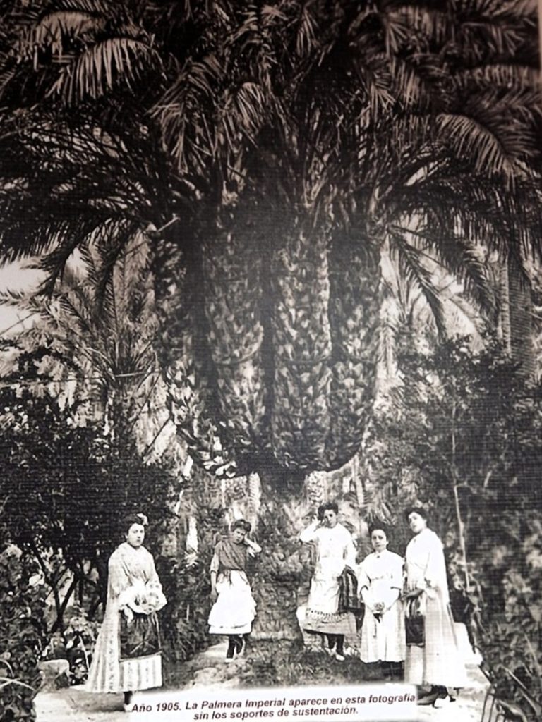 Palmera Imperial - Kohti avaraa maailmaa