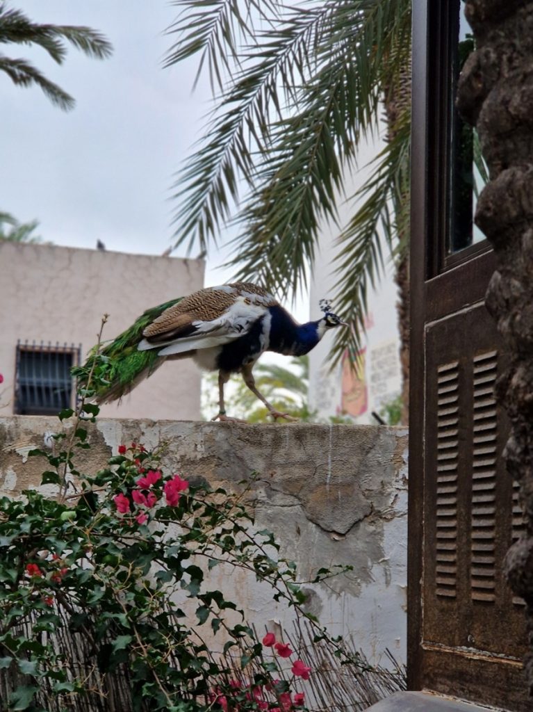 Huerto del Cura - Kohti avaraa maailmaa