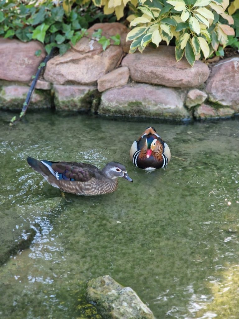 Huerto del Cura - Kohti avaraa maailmaa