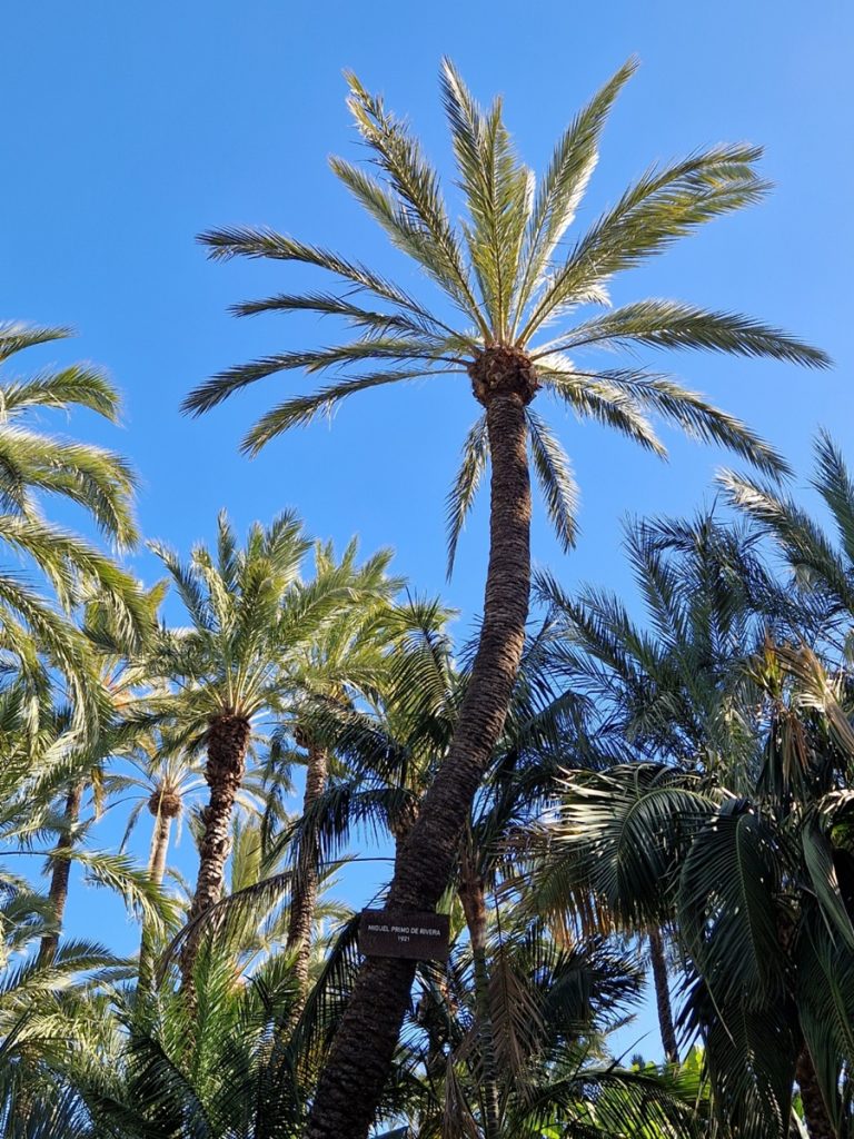 Huerto del Cura - Kohti avaraa maailmaa