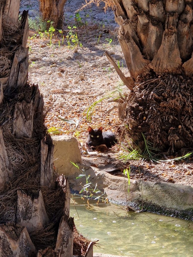 Museo del Palmeral Elche - Kohti avaraa maailmaa