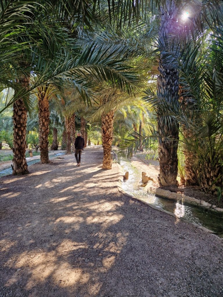 Museo del Palmeral Elche - Kohti avaraa maailmaa