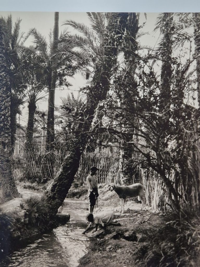 Museo del Palmeral Elche - Kohti avaraa maailmaa