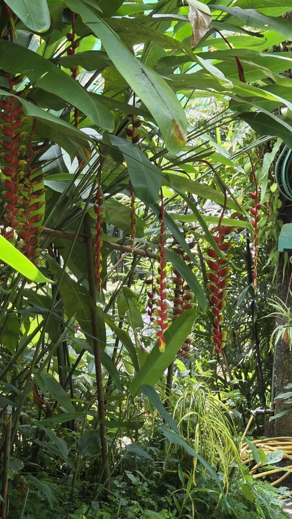 Perhospuisto Perdana Botanical Garden - Kohti avaraa maailmaa