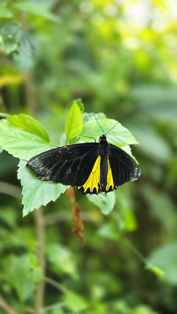 Perhospuisto Perdana Botanical Garden - Kohti avaraa maailmaa