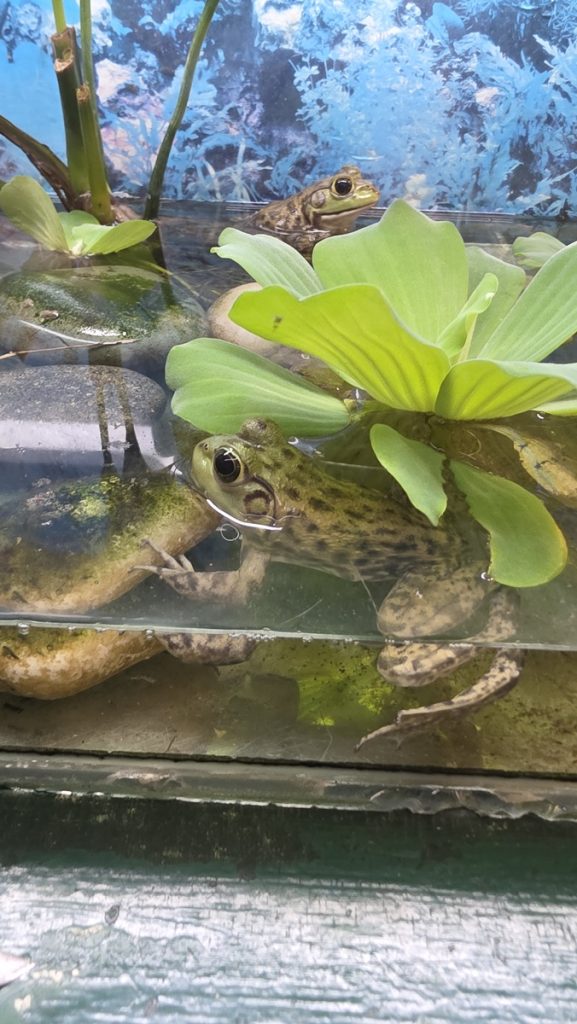 Perhospuisto Perdana Botanical Garden - Kohti avaraa maailmaa