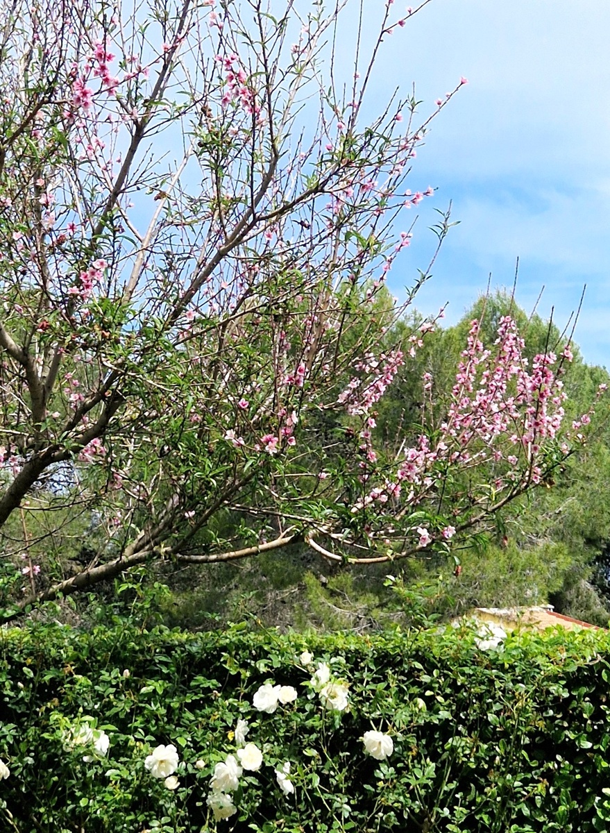 Jardín de l'Albarda - Kohti avaraa maailmaa