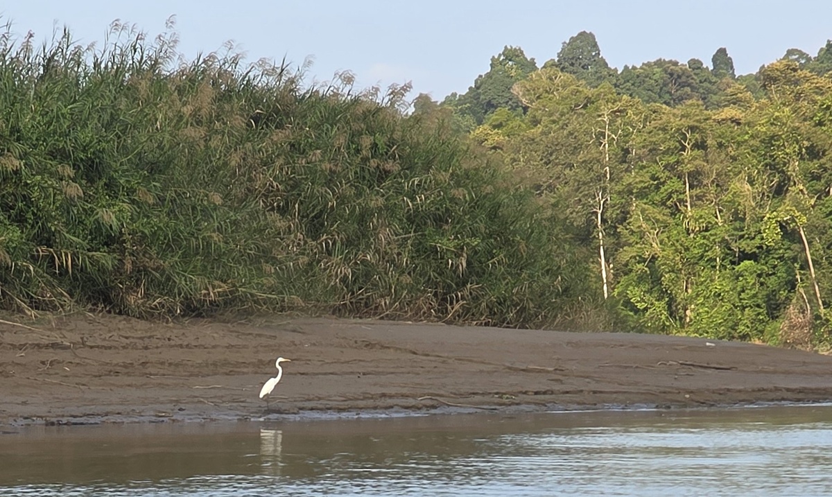 Kinabatangan - Kohti avaraa maailmaa