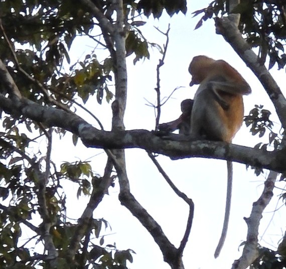 Kinabatangan - Kohti avaraa maailmaa