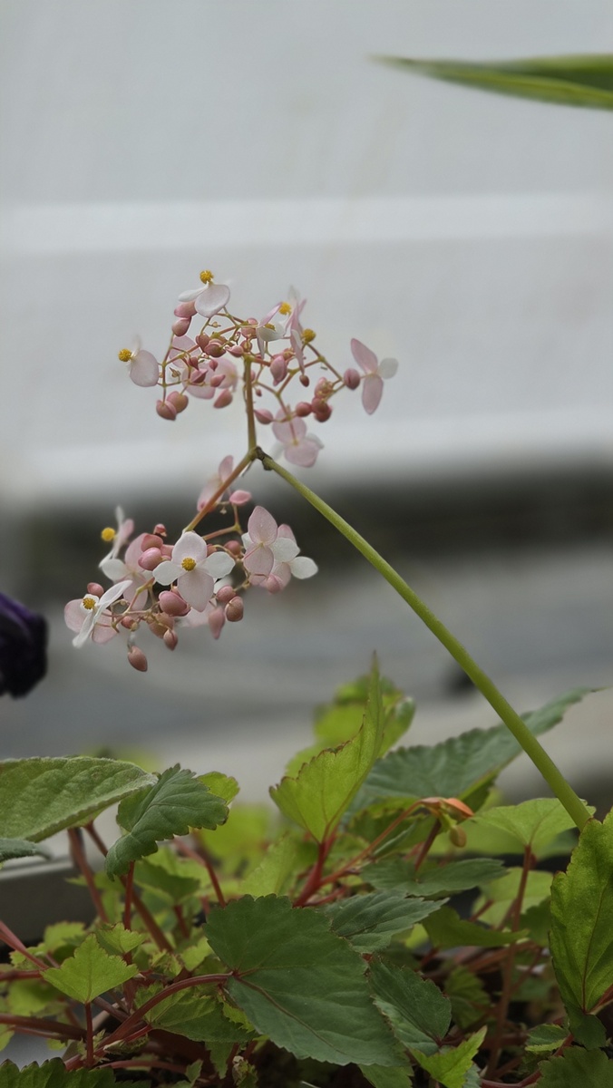 Begonia Turun kasvitieteellinen puutarha - Kohti avaraa maailmaa