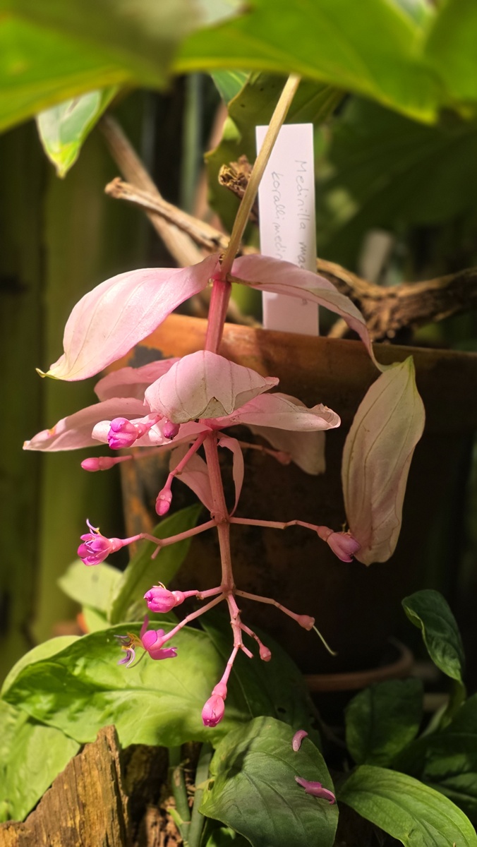 Medinilla Turun kasvitieteellinen puutarha - Kohti avaraa maailmaa
