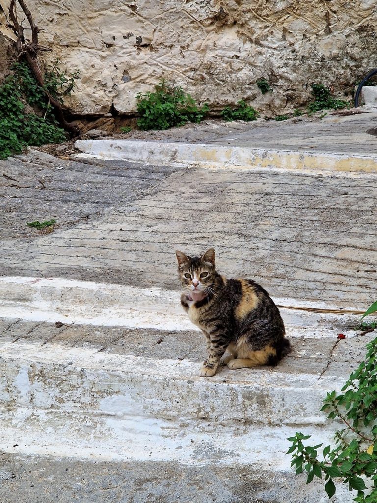 Kritsan kissat