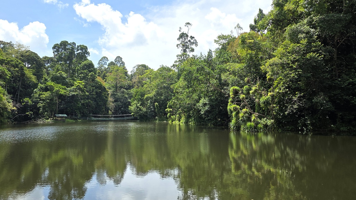 Rainforest Discovery Centre Sandakan