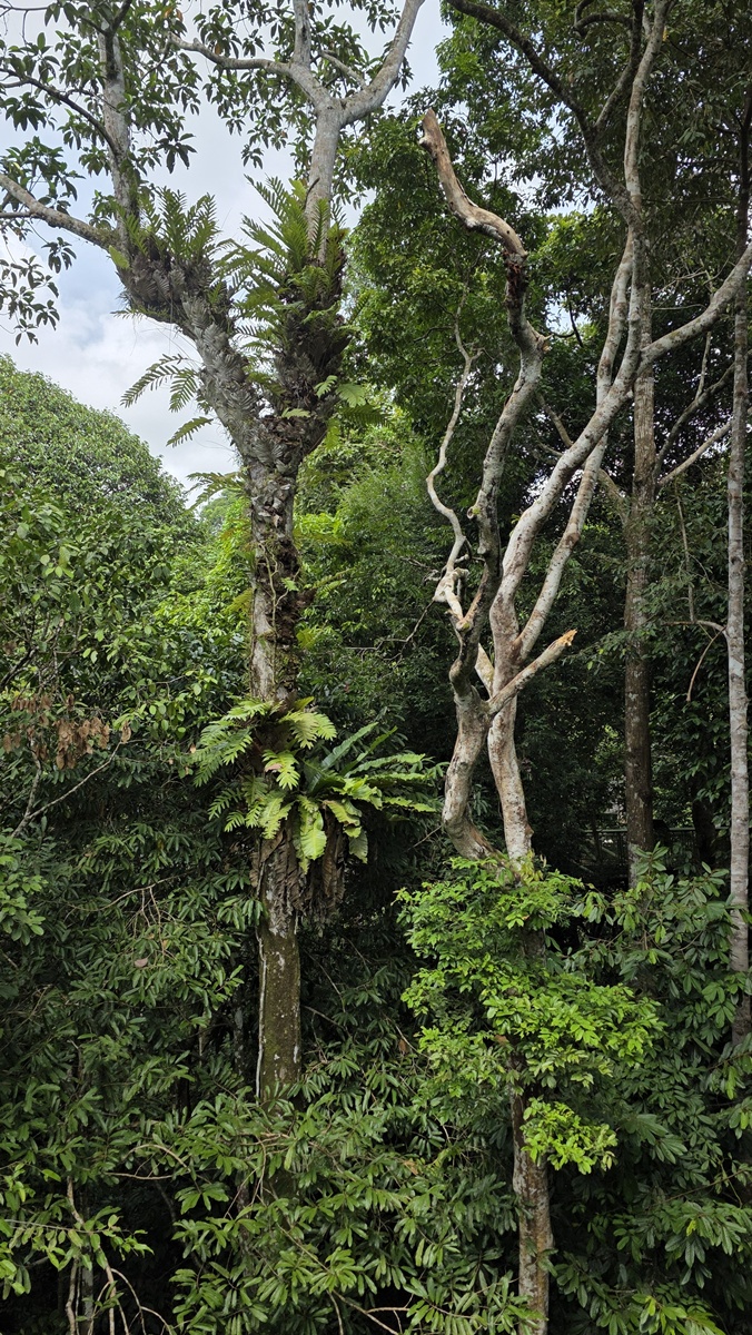 Rainforest Discovery Centre Sandakan