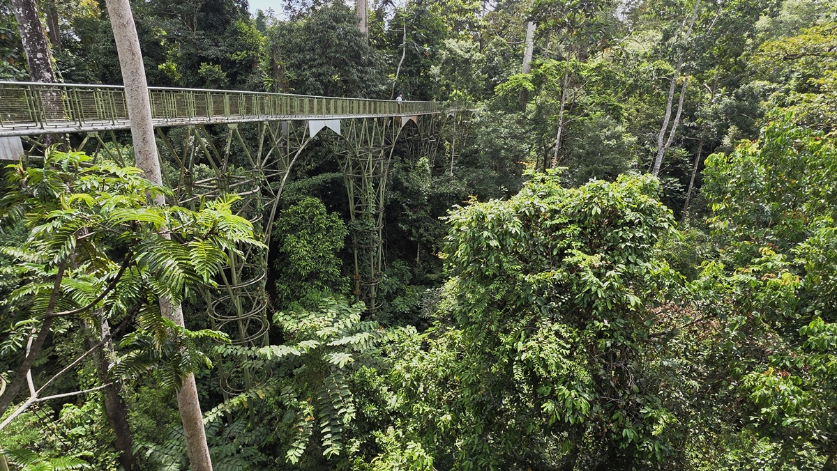 Rainforest Discovery Centre Sandakan