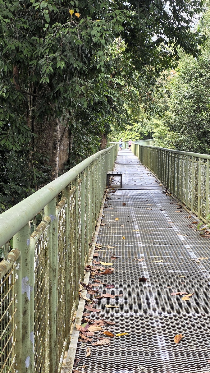 Rainforest Discovery Centre Sandakan