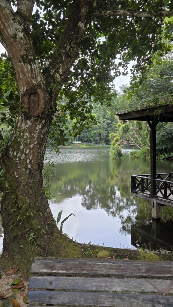Rainforest Discovery Centre Sandakan
