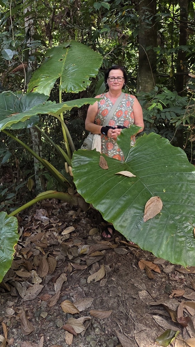 Rainforest Discovery Centre Sandakan